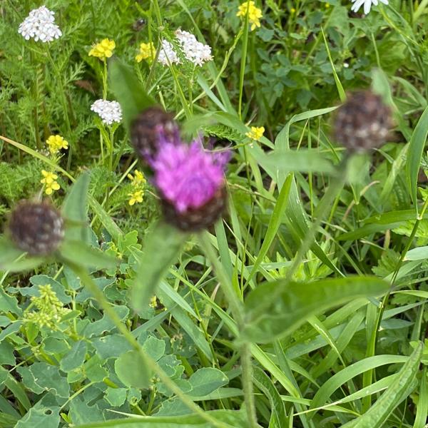 Brown knapweed (Centaurea jacea)